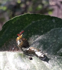 Papilio