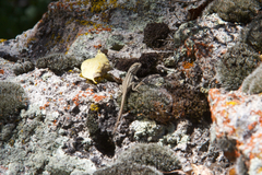 Sceloporus graciosus graciosus