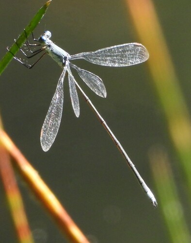 Swamp Spreadwing photo 3