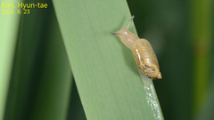 Oxyloma hirasei