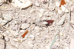 Sceloporus graciosus graciosus