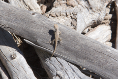 Sceloporus graciosus graciosus