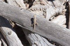 Sceloporus graciosus graciosus