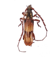 Strongylurus aequatorius