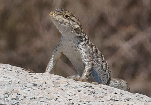 iNaturalist observation photo of Western Fence Lizard
