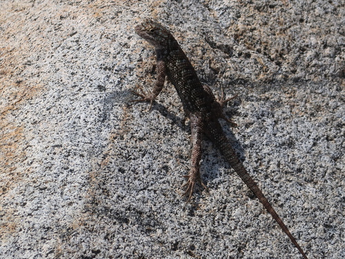 iNaturalist observation photo of Western Fence Lizard