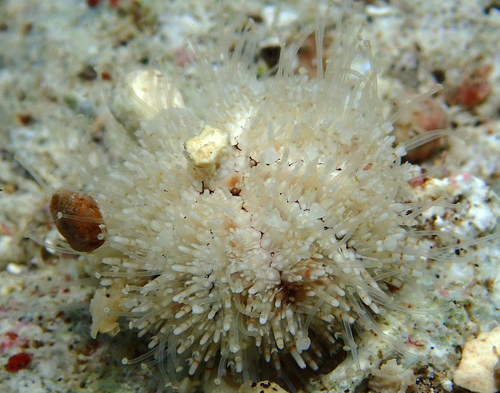 Nudechinus verruculatus observed 2024-12-03