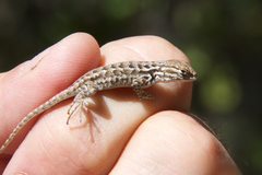 Sceloporus graciosus graciosus