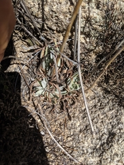 Dudleya saxosa collomiae