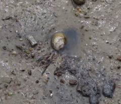 Amphibola crenata