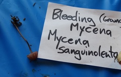 Mycena sanguinolenta