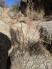 Dudleya saxosa collomiae