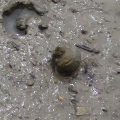 Amphibola crenata