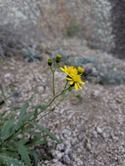 Senecio lemmonii