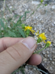 Senecio lemmonii