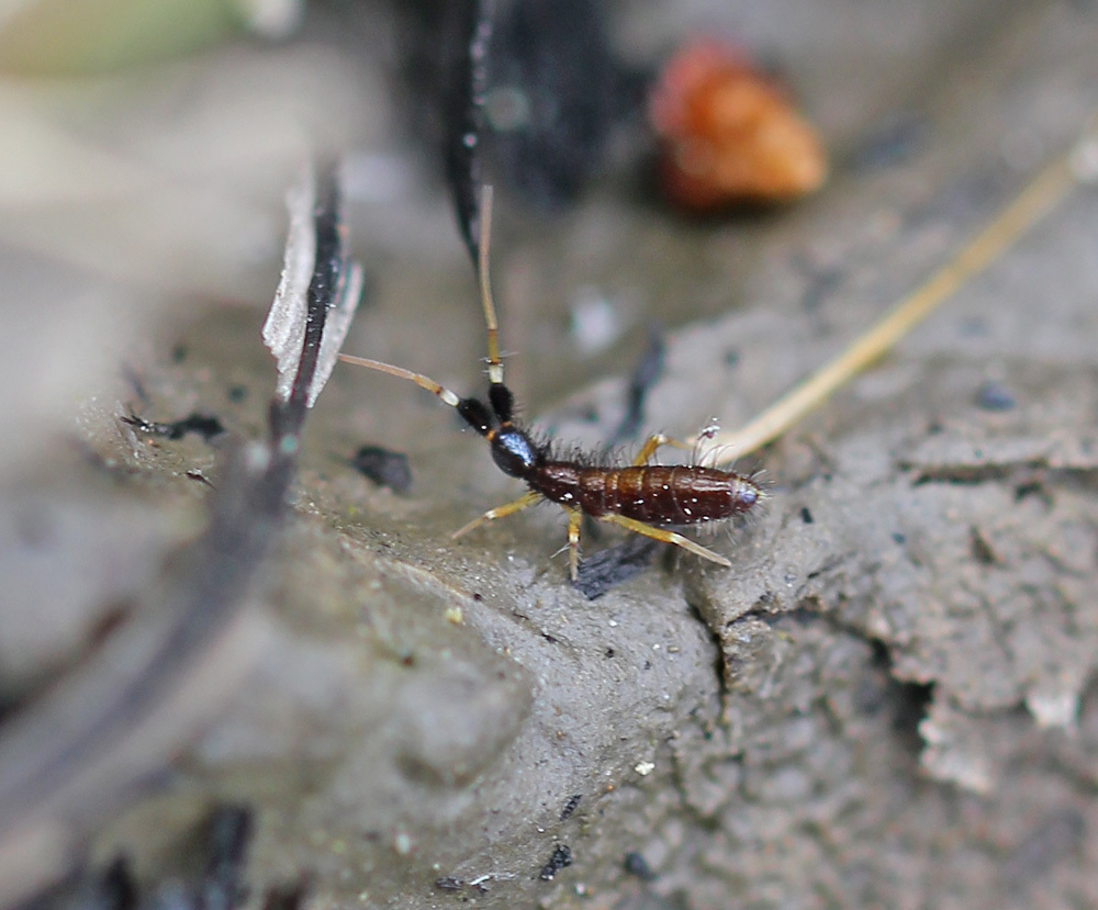 Orchesella pulchra