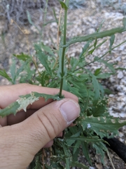 Senecio lemmonii