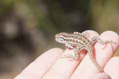 Sceloporus graciosus graciosus