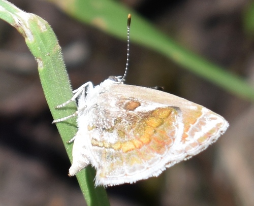 Lantana Scrub-Hairstreak photo 5