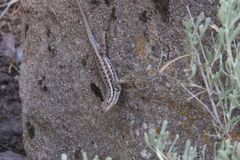 Sceloporus graciosus graciosus