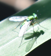 Chrysosoma globiferum