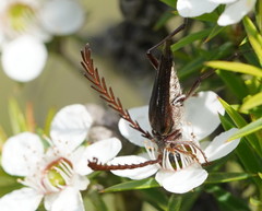 Distichocera macleayi