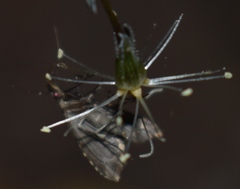 Pseudoschrankia