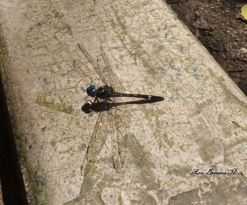 Broad-winged Clubskimmer