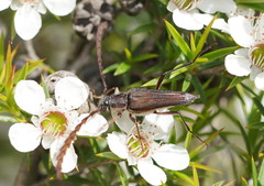 Distichocera macleayi