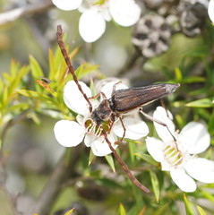 Distichocera macleayi