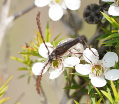 Distichocera macleayi