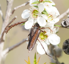 Distichocera macleayi