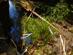 Fontinalis neomexicana