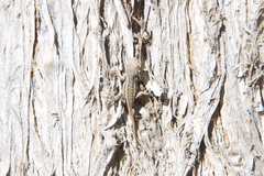 Sceloporus graciosus graciosus