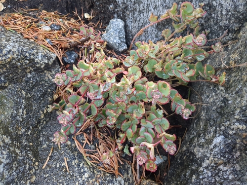 Hylotelephium sieboldii iNat (1)