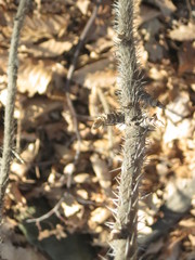 Eleutherococcus senticosus