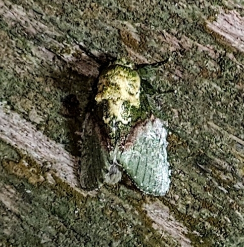 Chlorocampa manethusa