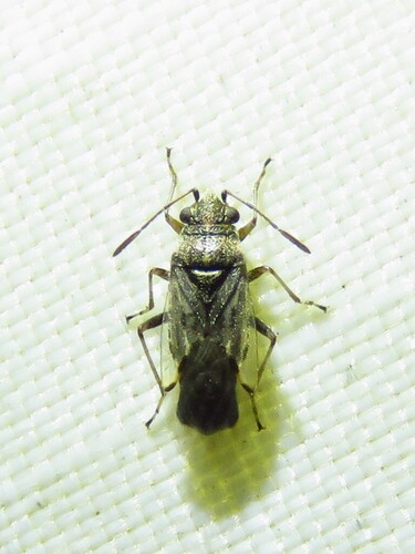 False Chinch Bug photo 4
