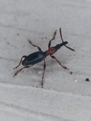 Cylas formicarius