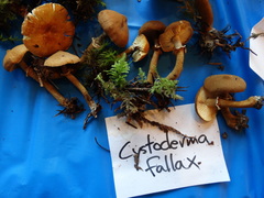Cystoderma carcharias fallax