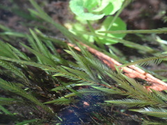 Fontinalis neomexicana