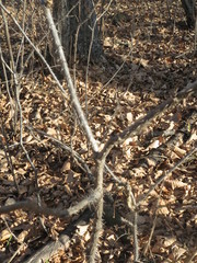 Eleutherococcus senticosus