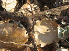 Eleutherococcus senticosus