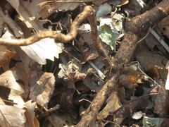 Eleutherococcus senticosus