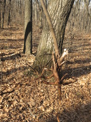 Eleutherococcus senticosus