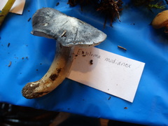 Entoloma medianox