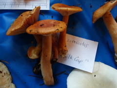 Lactarius subviscidus