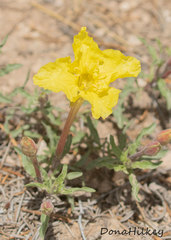 Oenothera lavandulifolia