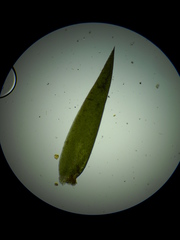 Fontinalis neomexicana