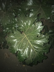 Acanthus mollis